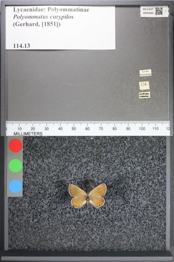 Media type: image;   Entomology 54044